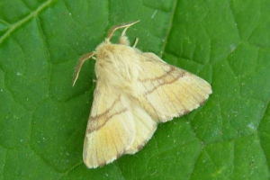 Кільце silkworm. Де метелик кукушкіна сльози? Кільце silkworm. Де метелик кукушкіна сльози?